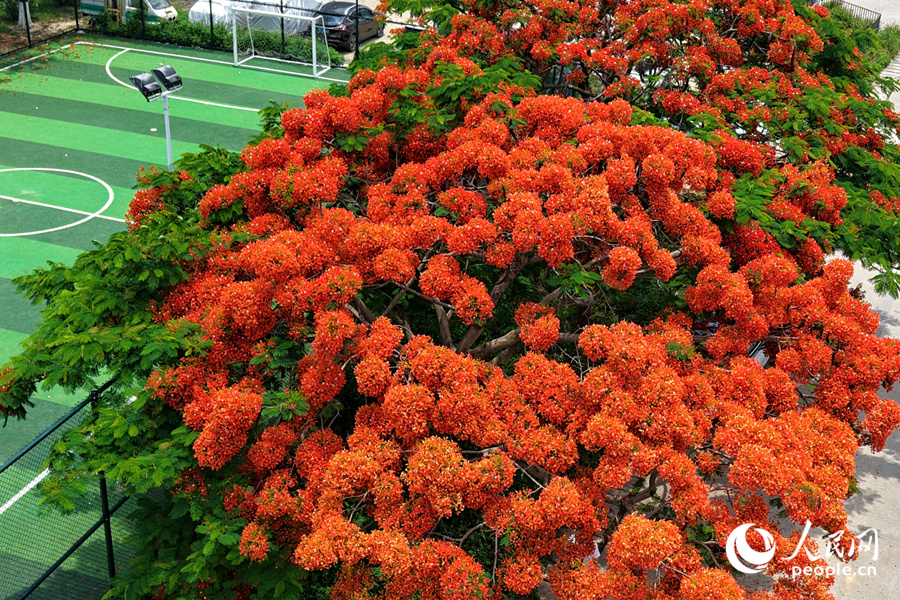 廈門逸夫小學(xué)綠茵場(chǎng)旁，高大的鳳凰木花團(tuán)錦簇。人民網(wǎng)記者 陳博攝
