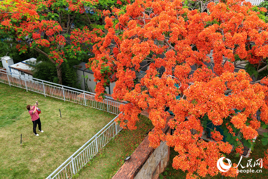 在思明區(qū)百家村，鮮艷的鳳凰花扮靚了城市。人民網(wǎng)記者 陳博攝