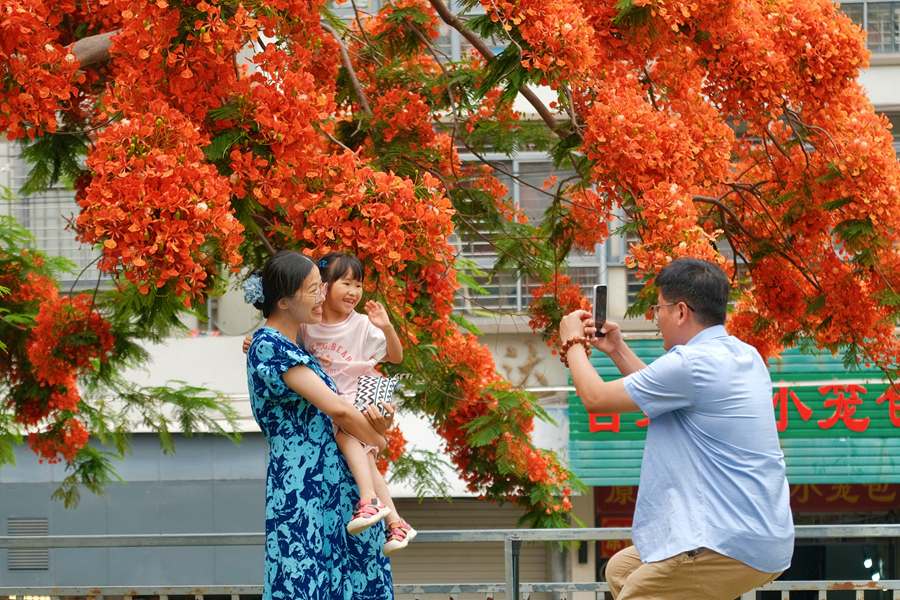 在廈門市青少年宮門前，一家三口在鳳凰樹下拍照。林晞華攝