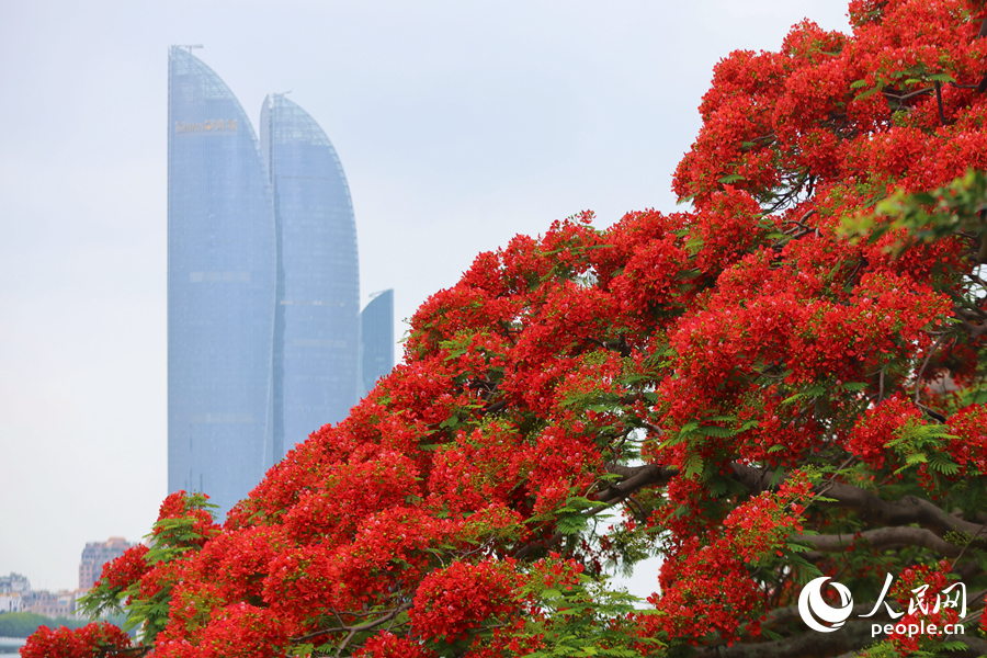 廈門鼓浪嶼上的鳳凰木花繁如火、花盞熾盛。人民網(wǎng)記者 陳博攝