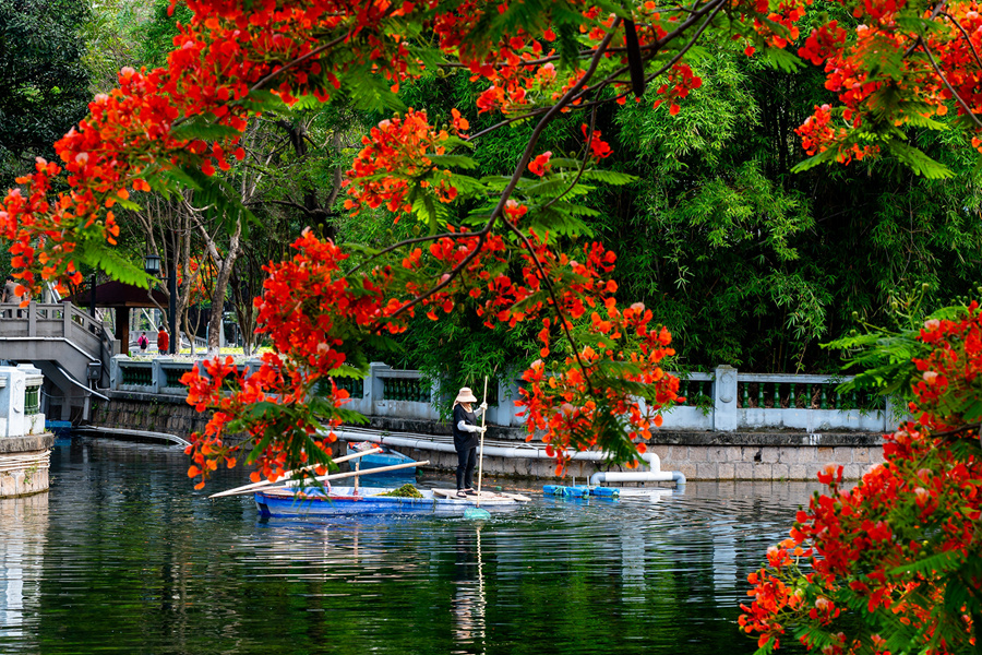 廈門中山公園內(nèi)，盛開的鳳凰花與湖面交映成畫。鄭志龍攝