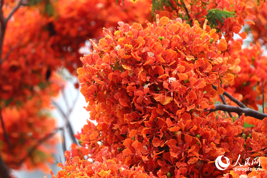 鳳凰木花朵在枝頭抱團(tuán)成花球。人民網(wǎng)記者 陳博攝