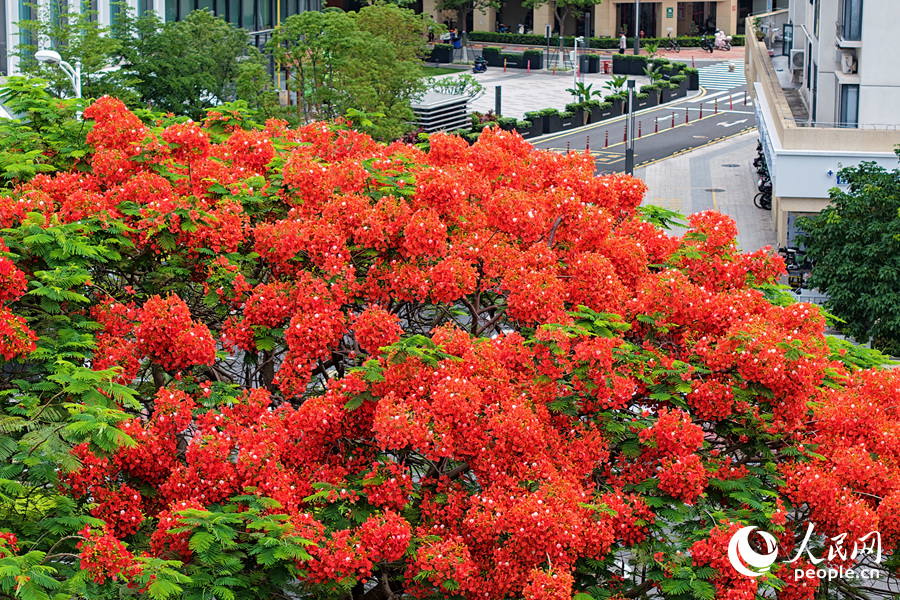 廈門地鐵大廈旁，成片鳳凰木競(jìng)相綻放。人民網(wǎng)記者 陳博攝