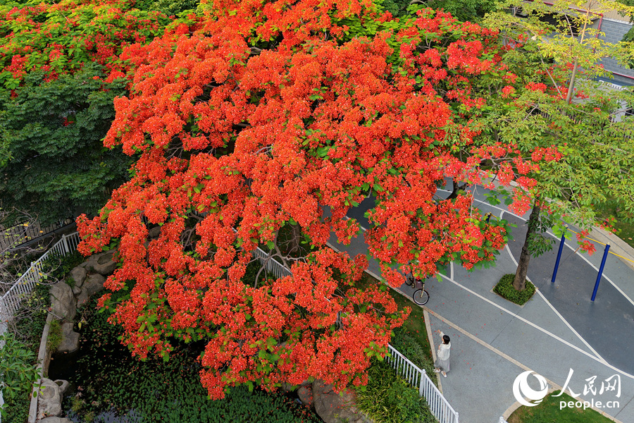 廈門瑞景的水井公園內(nèi)，鳳凰花開得格外茂盛。人民網(wǎng)記者 陳博攝