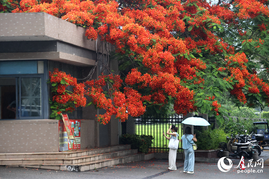 在集美區(qū)環(huán)珠路，鳳凰花枝低垂宛如瀑布傾瀉而下。人民網(wǎng)記者 陳博攝