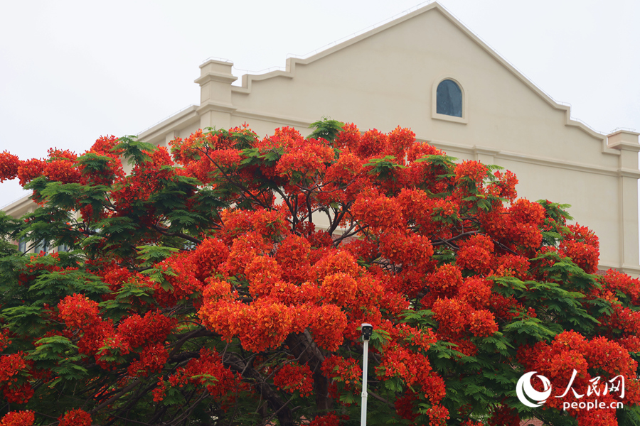 廈門集美東安公交場(chǎng)旁，鳳凰花隨微風(fēng)搖曳生姿。人民網(wǎng)記者 陳博攝
