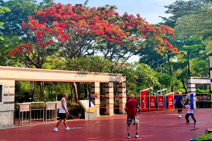 在廈門鼓鑼公園，鳳凰花與健身的市民相伴。肖曉晶攝