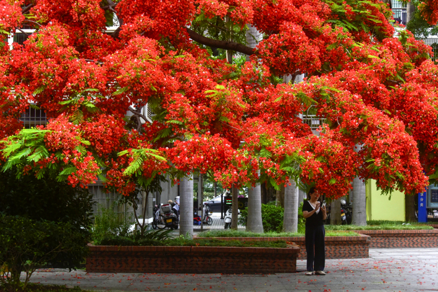 在廈門海滄一小區(qū)中，居民在鳳凰花下乘涼。卓中豪攝