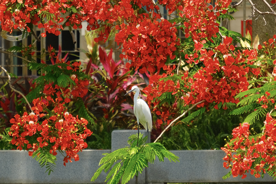 廈門“市樹”鳳凰木與“市鳥”白鷺同框。林晞華攝