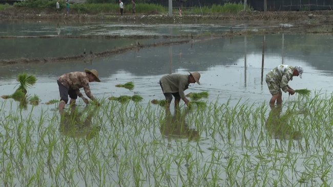 農(nóng)民正在插秧