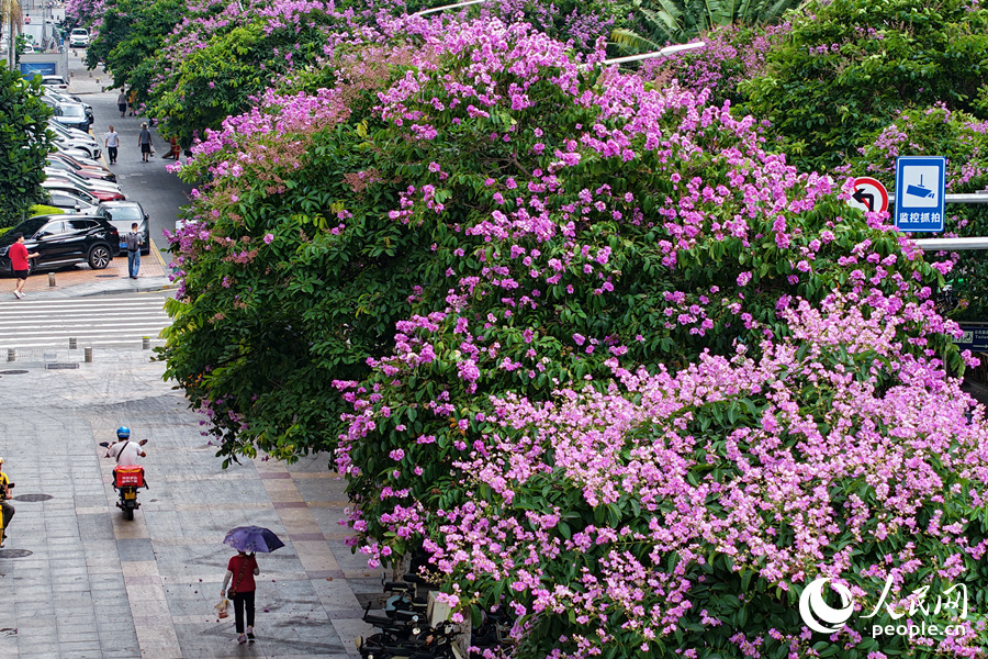 廈門思明金榜路的大花紫薇迎來盛花期。人民網(wǎng)記者 陳博攝