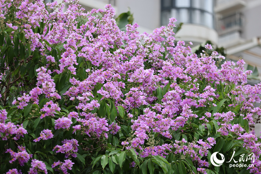 大花紫薇成串花朵在枝頭競相綻放。人民網(wǎng)記者 陳博攝