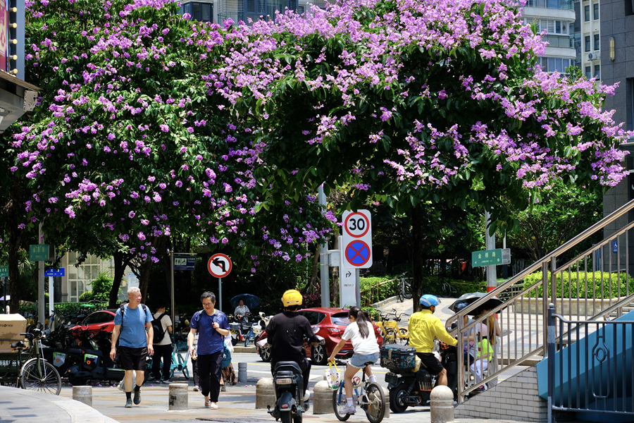 繁花滿樹的大花紫薇扮靚城市街頭。林晞華攝