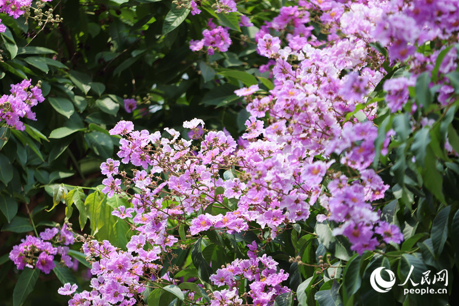 大花紫薇花朵宛若成群紫蝶飛舞。人民網(wǎng)記者 陳博攝