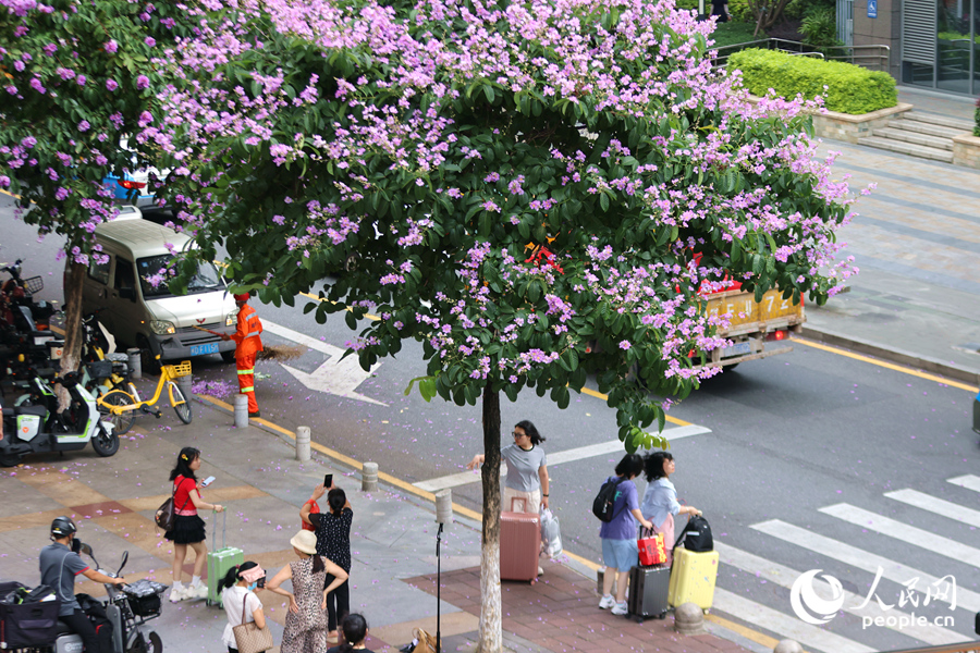 市民用手機(jī)拍攝美麗花景。人民網(wǎng)記者 陳博攝