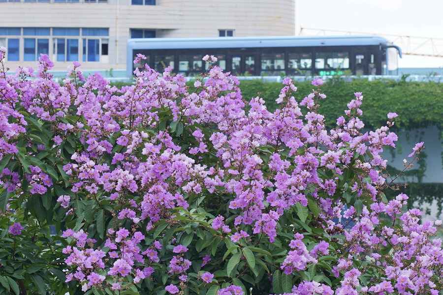 BRT快速公交駛過大花紫薇花海。羅秀玉攝