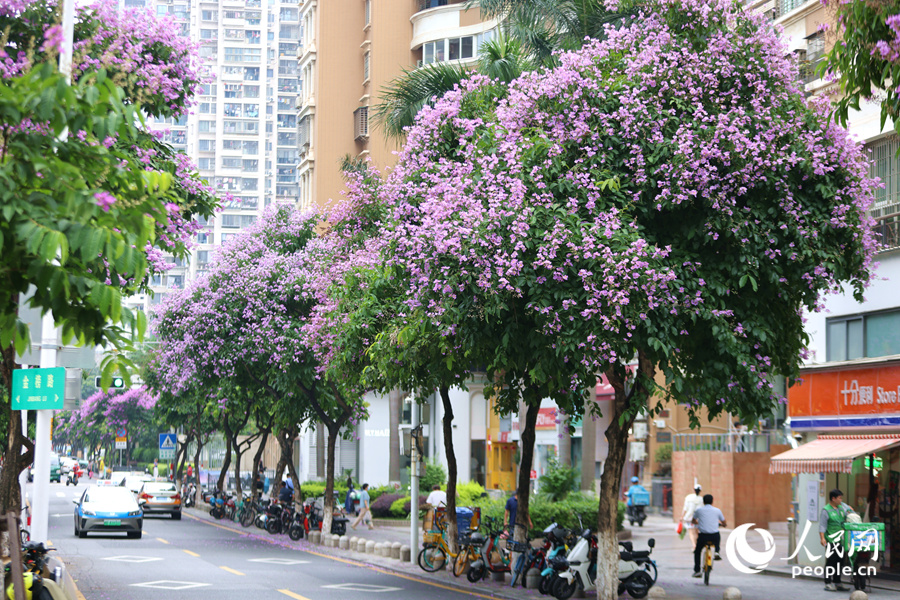 道路旁的大花紫薇花枝招展。人民網(wǎng)記者 陳博攝
