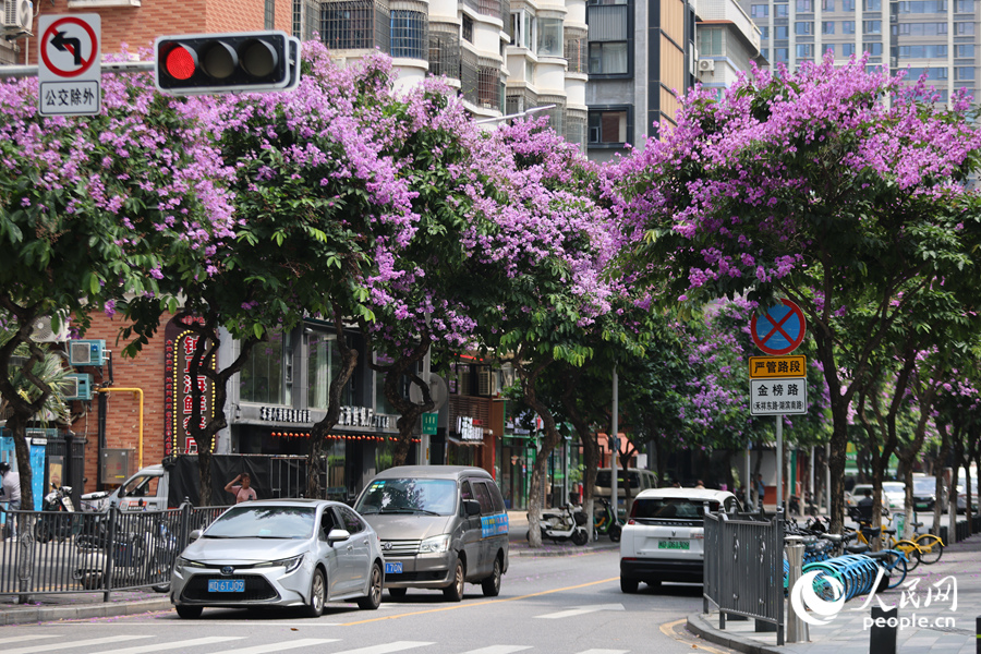 大花紫薇遠(yuǎn)觀燦若紫色煙霞，美不勝收。人民網(wǎng)記者 陳博攝