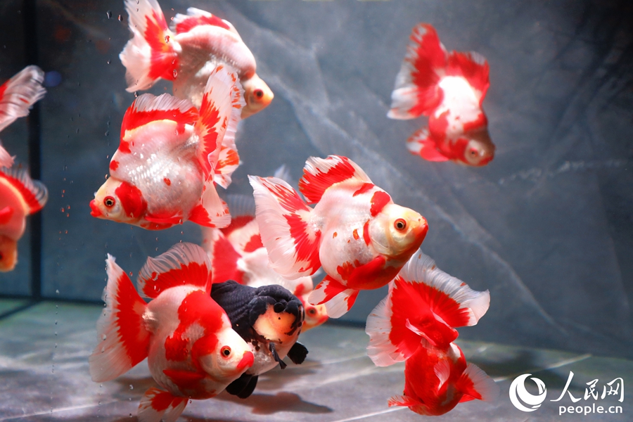 琉金金魚。人民網(wǎng) 李唯一攝