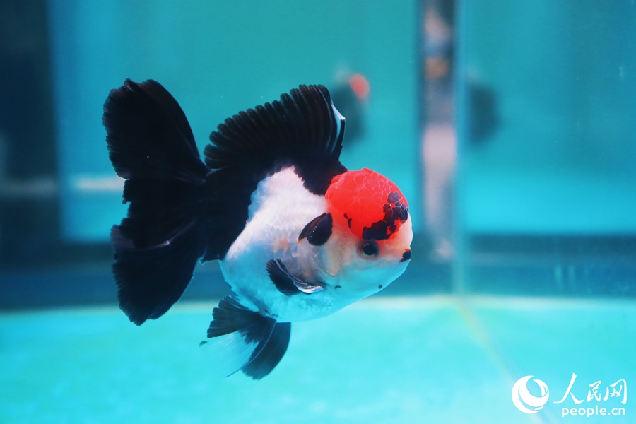 三色長尾獅頭金魚。人民網(wǎng) 李唯一攝