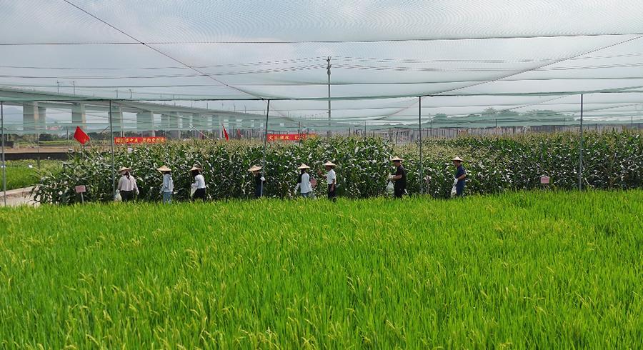 活動(dòng)現(xiàn)場(chǎng)。林甄玉攝