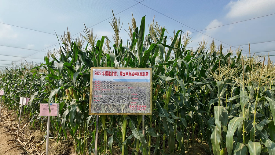 江東良種場(chǎng)。林甄玉攝