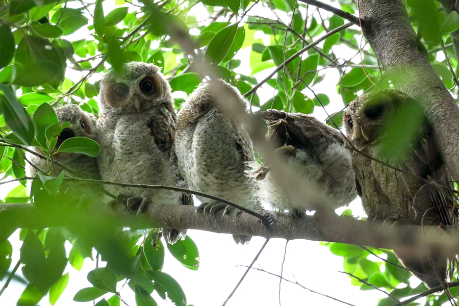 領(lǐng)角鸮幼鳥在枝頭“排排坐”。林長(zhǎng)豐攝