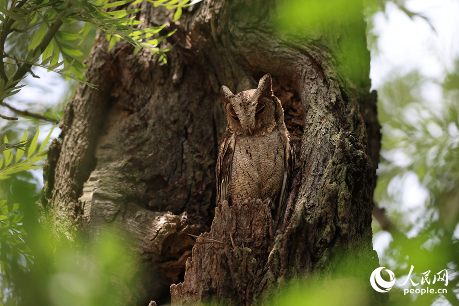 領(lǐng)角鸮成鳥在樹洞口“站崗”。人民網(wǎng)記者 陳博攝
