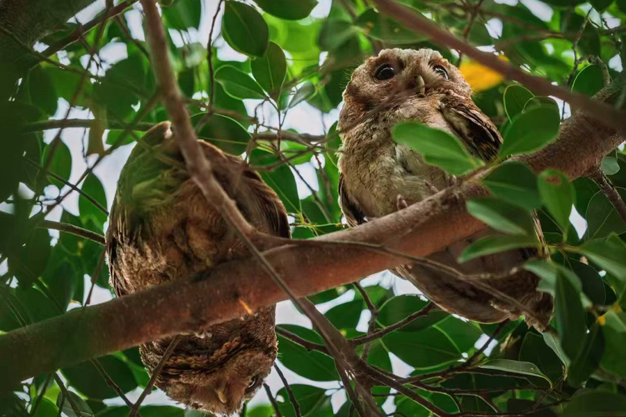 領(lǐng)角鸮毛茸茸的身軀十分呆萌可愛。樂(lè)偉麟攝