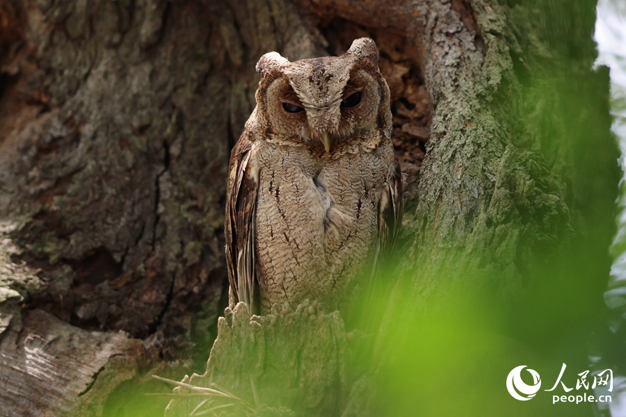 領(lǐng)角鸮雖外表呆萌可愛，實(shí)則屬于猛禽。人民網(wǎng)記者 陳博攝