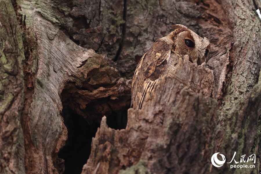 領(lǐng)角鸮身披褐色的羽毛與環(huán)境融為一體。人民網(wǎng)記者 陳博攝