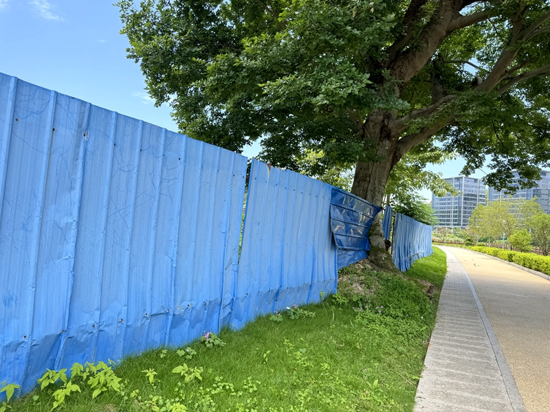 龍頭山陂頭的土地被藍(lán)色鐵皮圍起來了，朱先生家被征用的土地位于圖中大樹附近。朱先生供圖