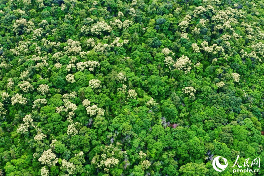 高密度的森林覆蓋，讓永泰縣的夏天清涼無(wú)比。人民網(wǎng) 李唯一攝