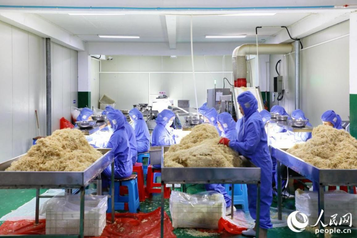 永泰縣的鄉(xiāng)村里，如今也有食品加工廠。圖為穴利村蘿卜絲加工現(xiàn)場(chǎng)。人民網(wǎng) 李唯一攝