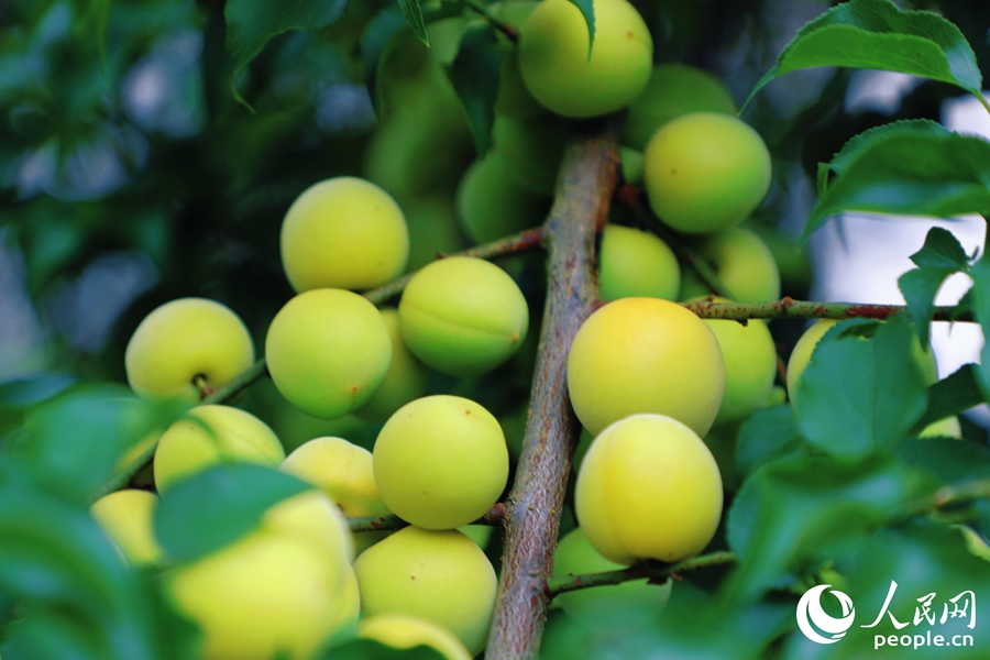 東星中心村黨委下轄成員村盛產(chǎn)青梅。人民網(wǎng) 李唯一攝