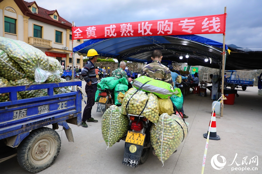 葛嶺鎮(zhèn)青梅文化創(chuàng)意園青梅收購(gòu)點(diǎn)。人民網(wǎng) 李唯一攝