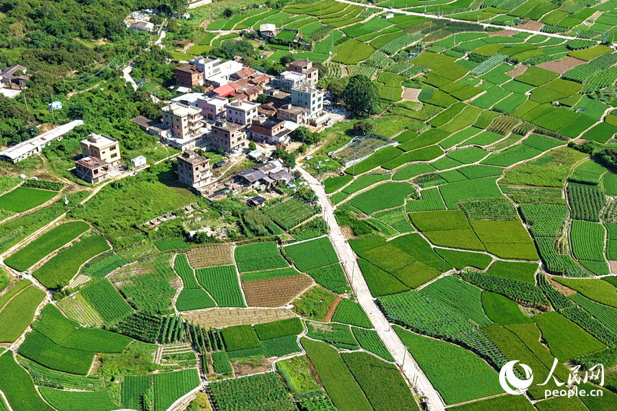 被多彩稻田包圍的村莊。人民網(wǎng)記者 陳博攝