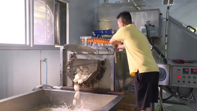 鮮筍加工生產(chǎn)