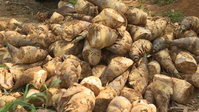 采收下來的鮮筍