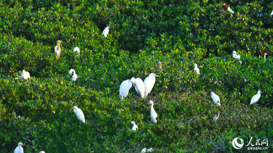 鳥樹相映成畫，宛若翡翠鑲珍珠。人民網(wǎng) 李昌乾攝