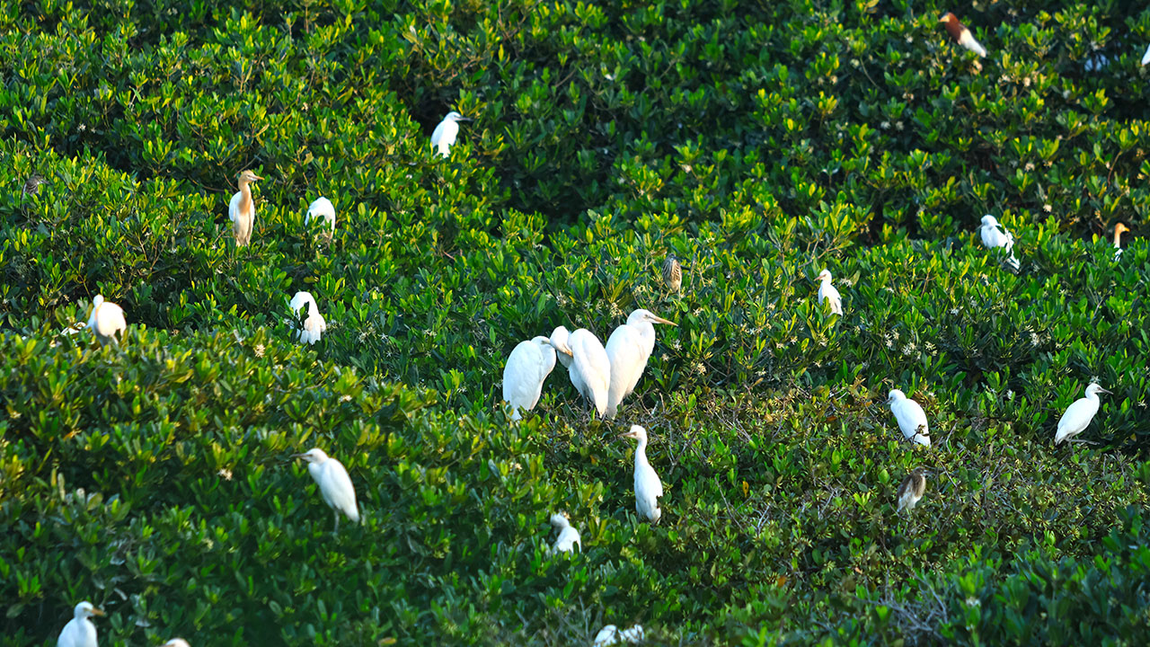 紅樹林中鷺鳥翩躚美如畫
