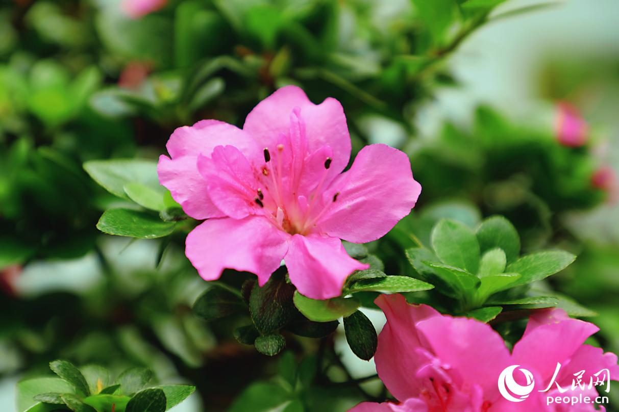 杜鵑花“紫竜之舞”。人民網(wǎng) 李唯一攝