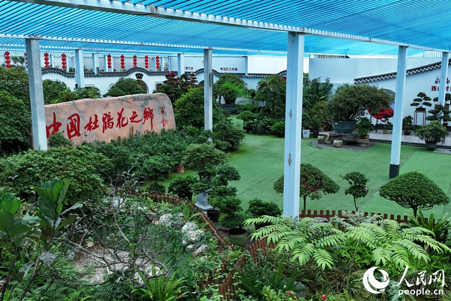 漳平市永福鎮(zhèn)有“中國杜鵑花之鄉(xiāng)”之稱。人民網(wǎng) 李昌乾攝