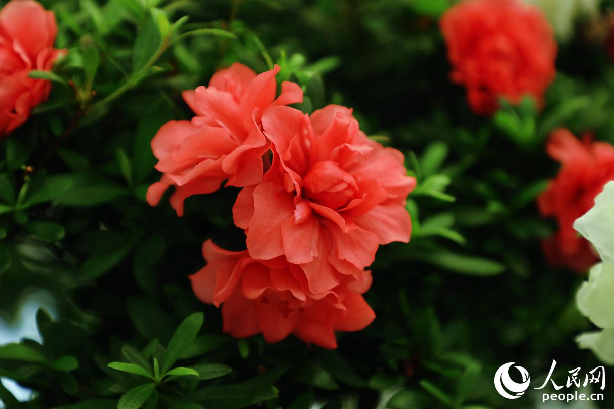 杜鵑花“沙浪”。人民網(wǎng) 李唯一攝