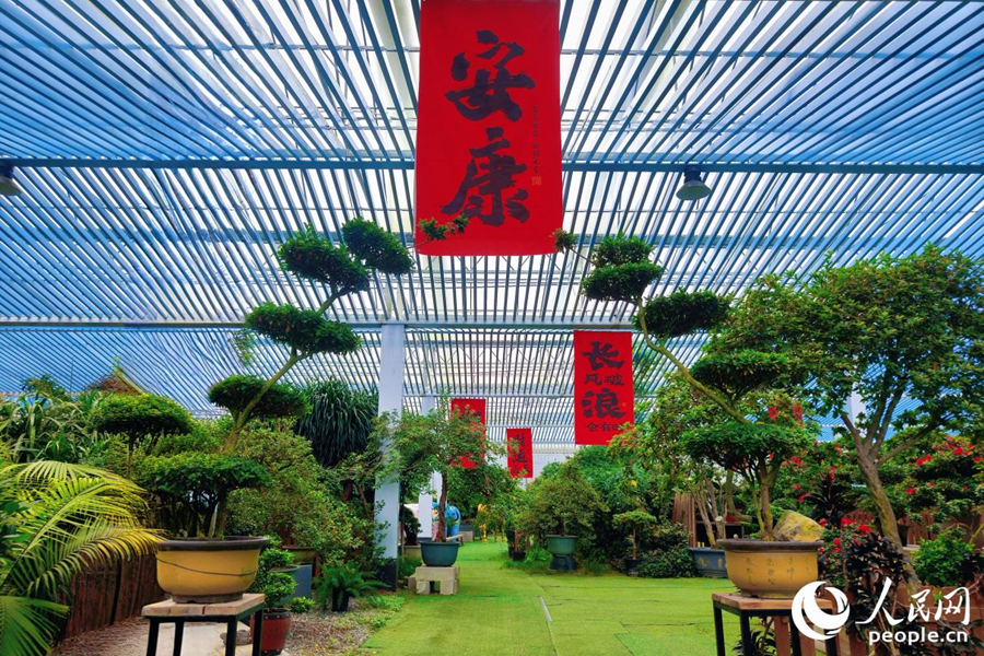 大棚之下，別有洞天，杜鵑花叢美不勝收。人民網(wǎng) 楊灝昱攝