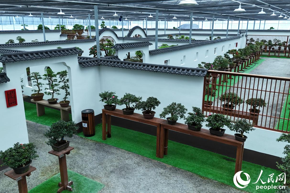 株株杜鵑陳列于園林式建筑之中。人民網(wǎng) 李昌乾攝