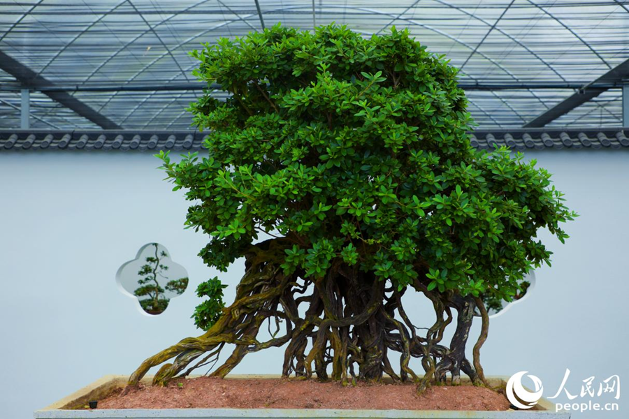 杜鵑花“丹東紅”。人民網(wǎng) 李唯一攝