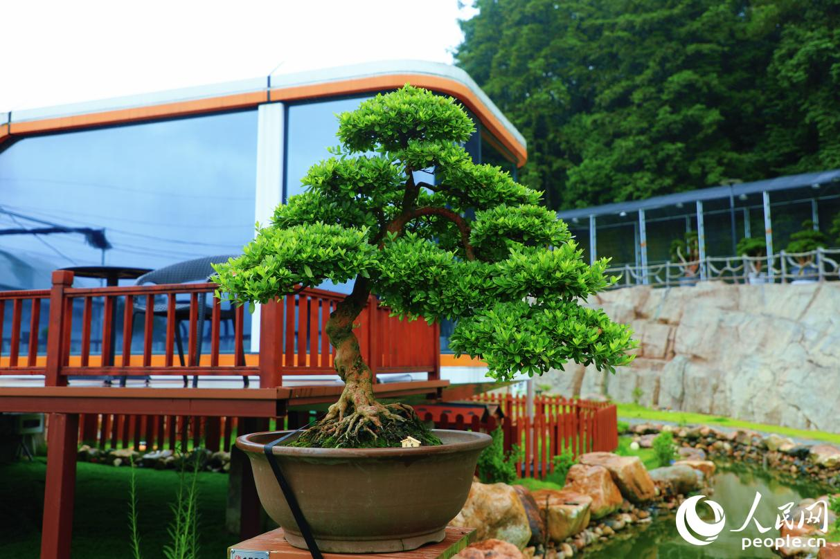 杜鵑花“赤霞”。人民網(wǎng) 李唯一攝