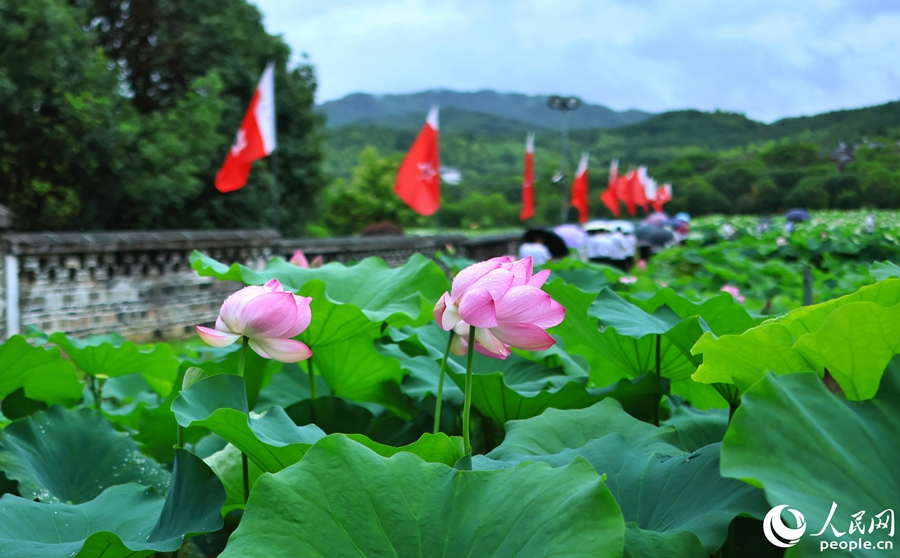 滿池的荷花盛開。人民網(wǎng) 李昌乾攝