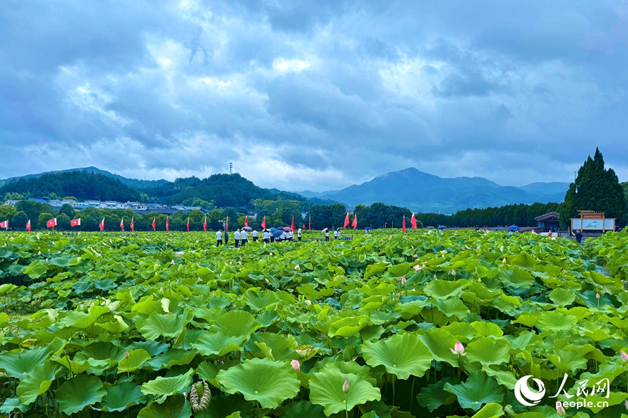 盛夏時節(jié)，荷葉長得正盛。人民網(wǎng) 李唯一攝